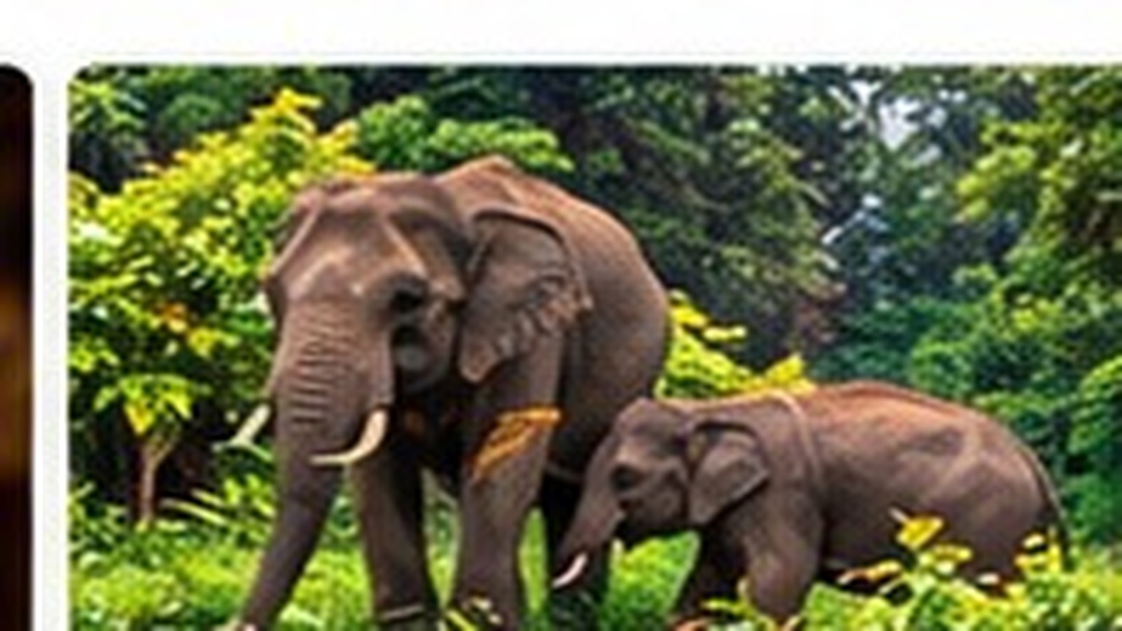 Nature & Wildlife in Kerala